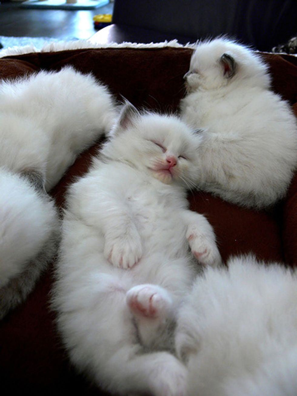 Ragdoll Kittens Favorite Pastime, Sleep Love Meow