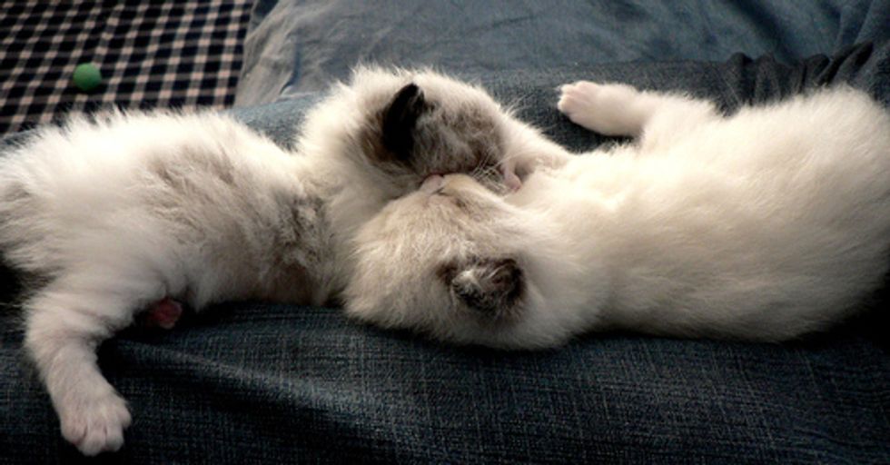 Ragdoll Kittens Favorite Pastime, Sleep Love Meow