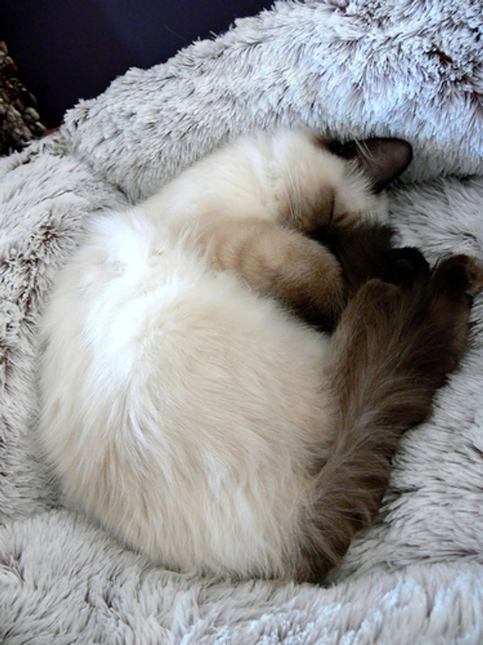 Ragdoll Kittens Favorite Pastime, Sleep
