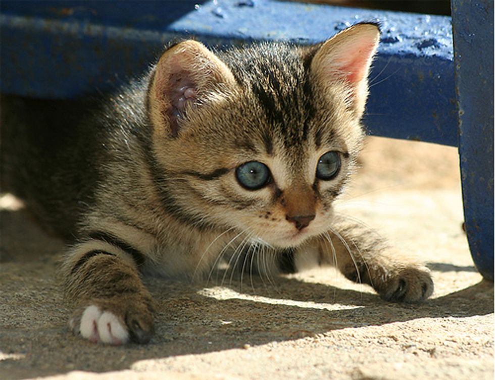 Beautiful Feral Cats
