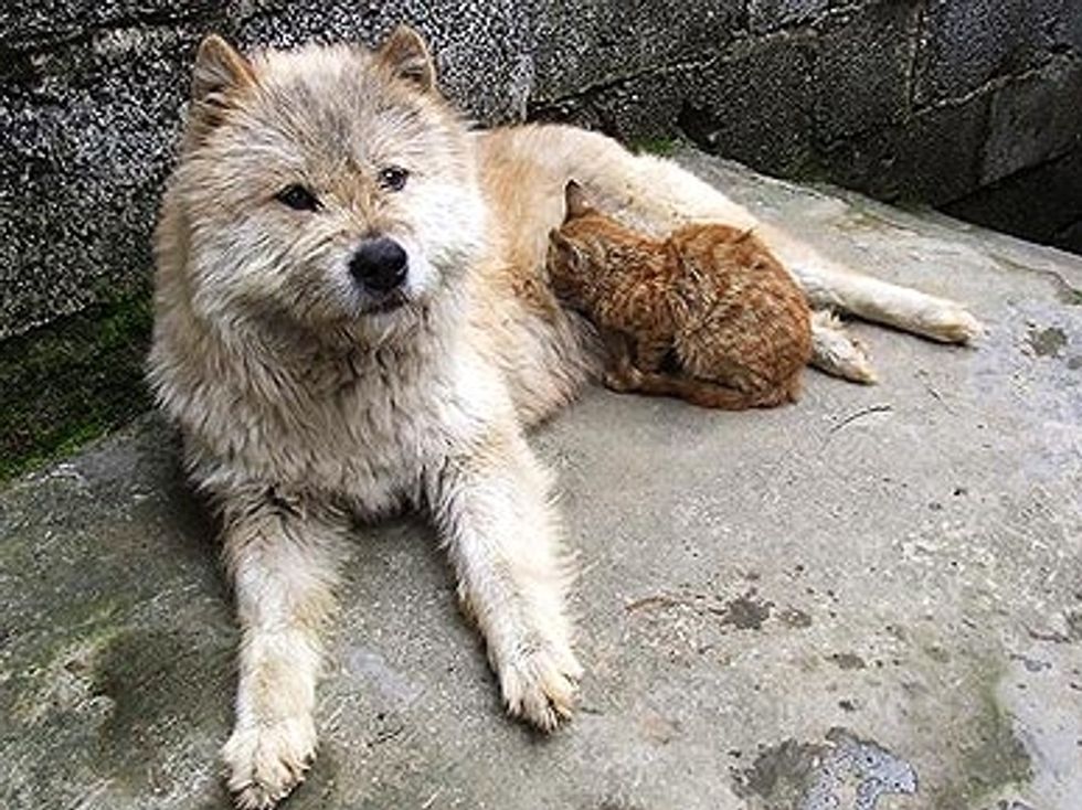 Dog Adopts Kitten After Saying Goodbye to Her Own Puppies