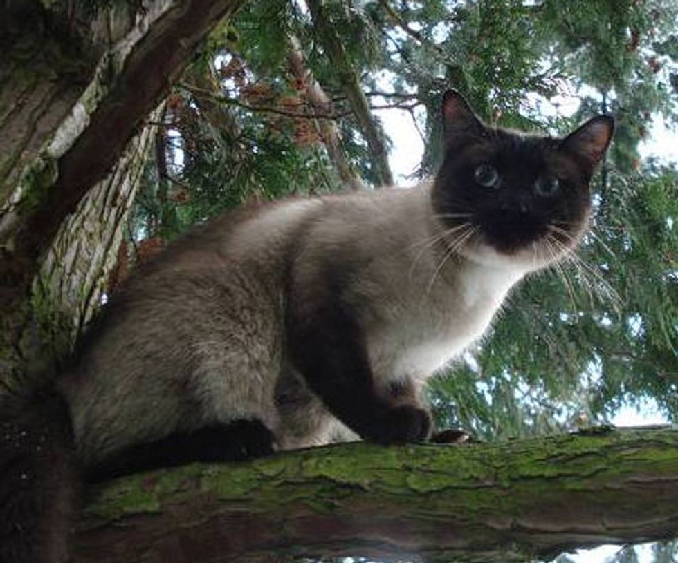 Rescuer for Cats Stuck in Trees