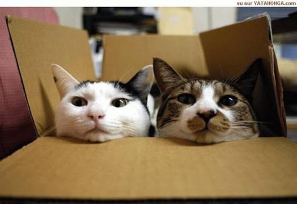 Cats Love Boxes
