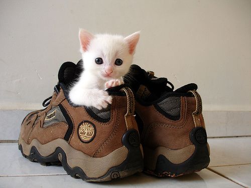 Kitten in clearance shoe