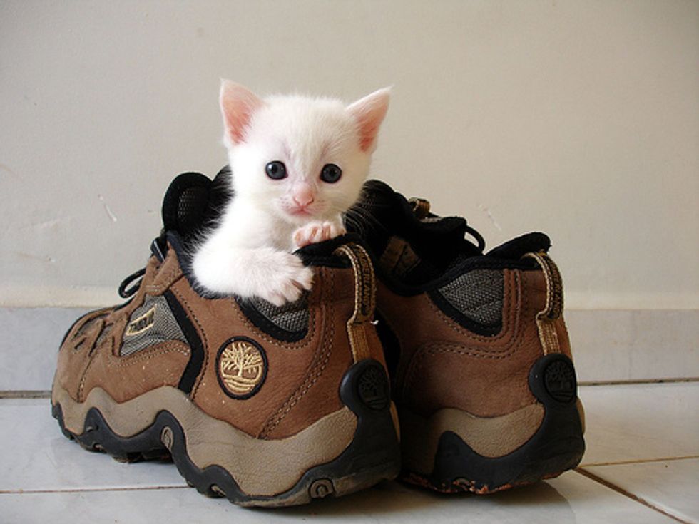 Kitten in Shoe