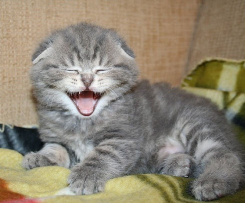 Kitten Smile