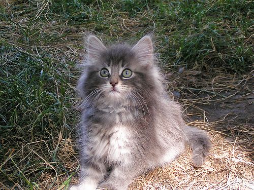 Norwegian store persian cat