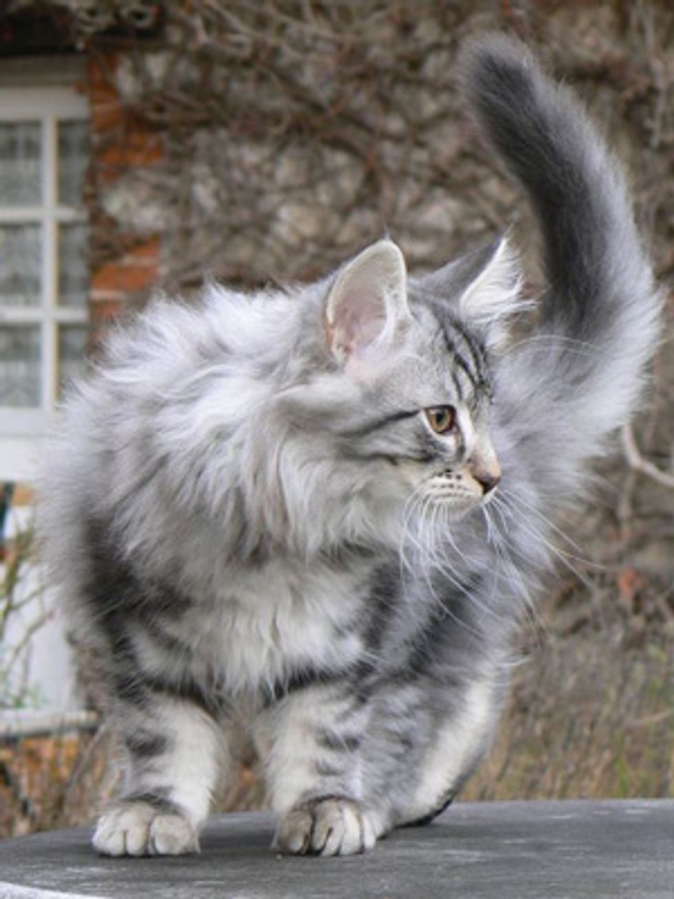 The Norwegian Forest Cat - Love Meow