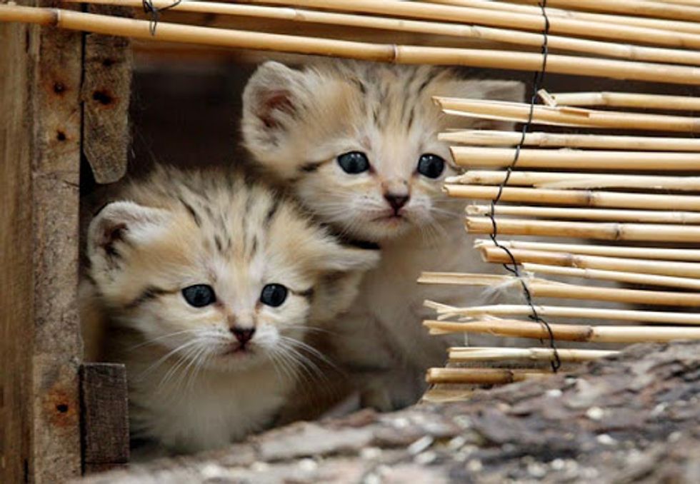 Endangered Sand Cats Now Can be Seen at Cincinnati Zoo - Love Meow