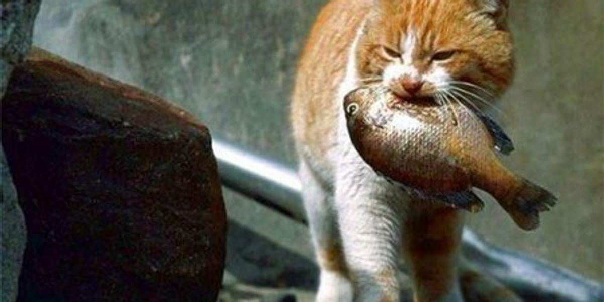 How Much Can Cats Carry Love Meow