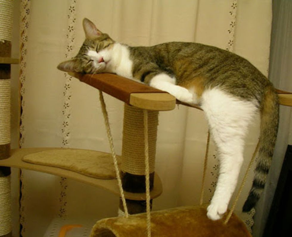 January Cat of the Month Voting Begins