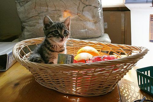 Is cantaloupe hotsell safe for cats