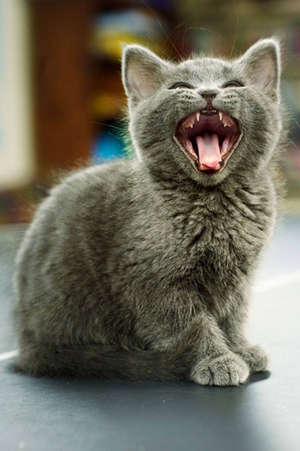 How Many Teeth Do Cats Have Do Cats Lose Teeth How Can I Take Care Of Their Teeth With Images Losing Teeth Pet Training Cats