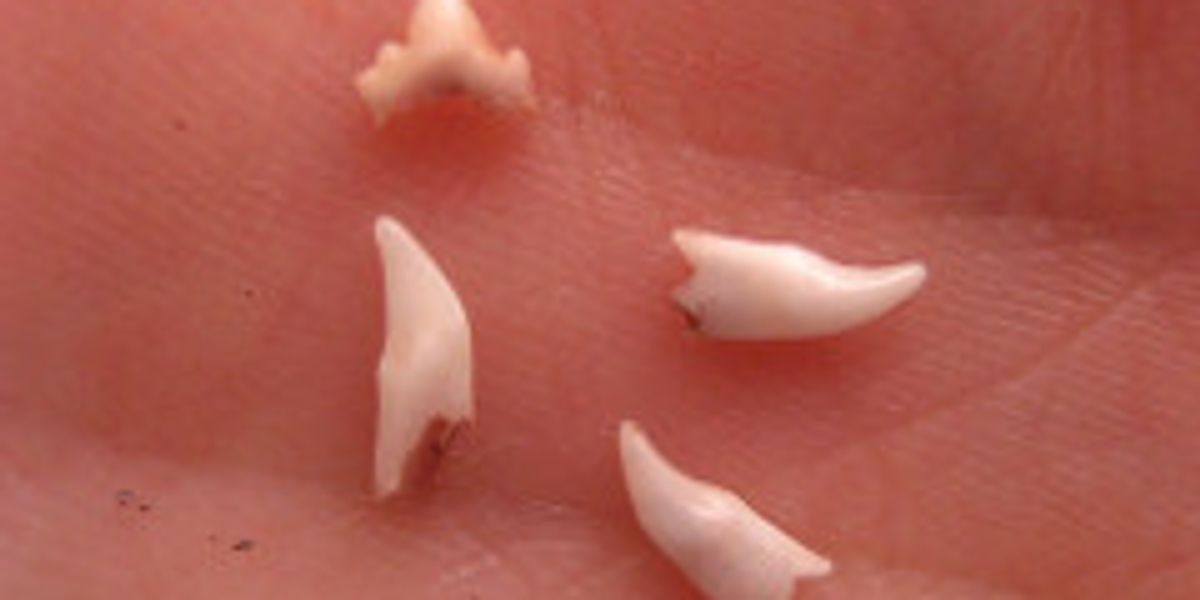 35 Top Images Do Cat Baby Teeth Fall Out - Cat Baby Teeth Poc