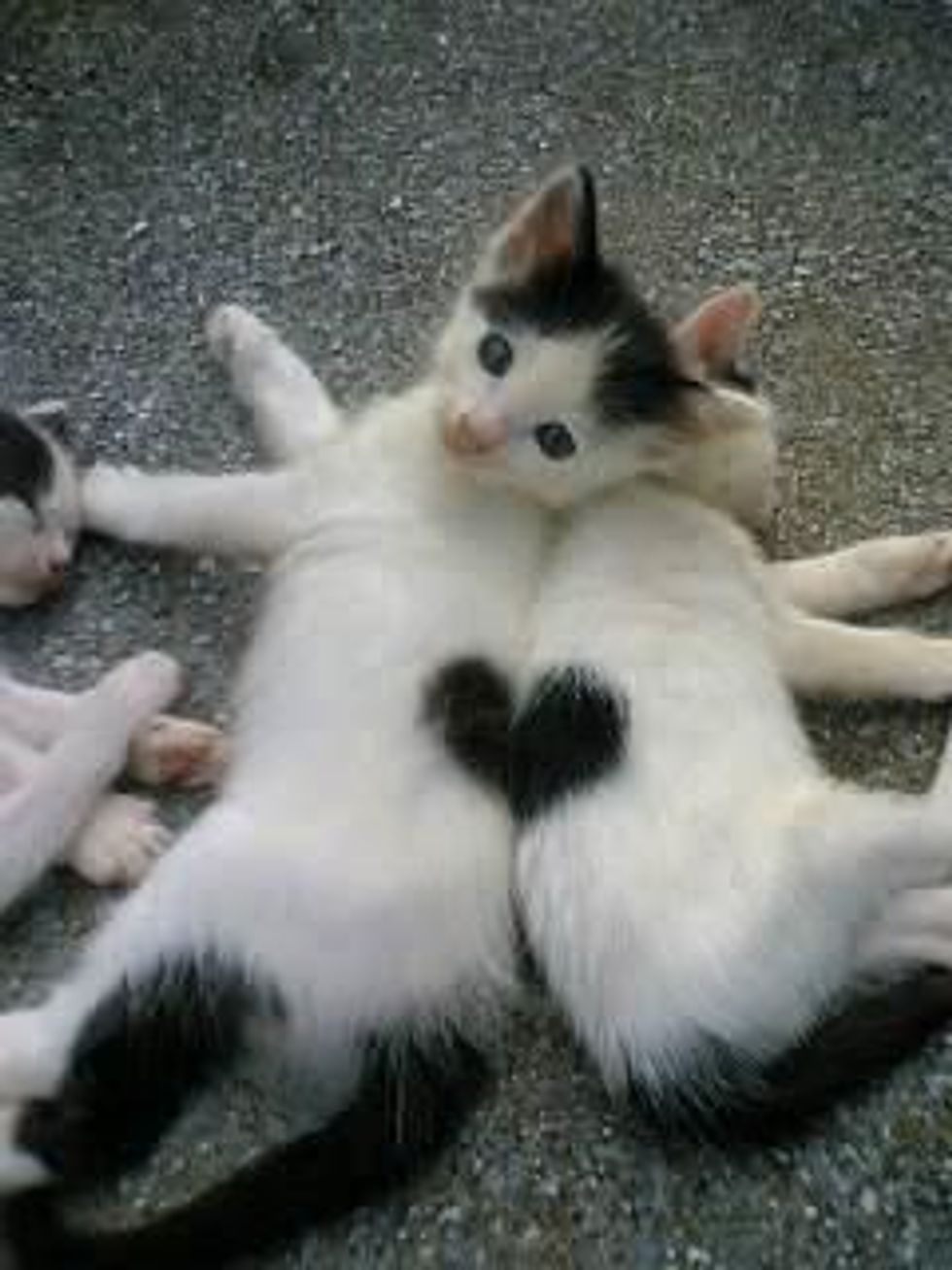 Valentines Kittens With Heart Shaped Markings Love Meow 