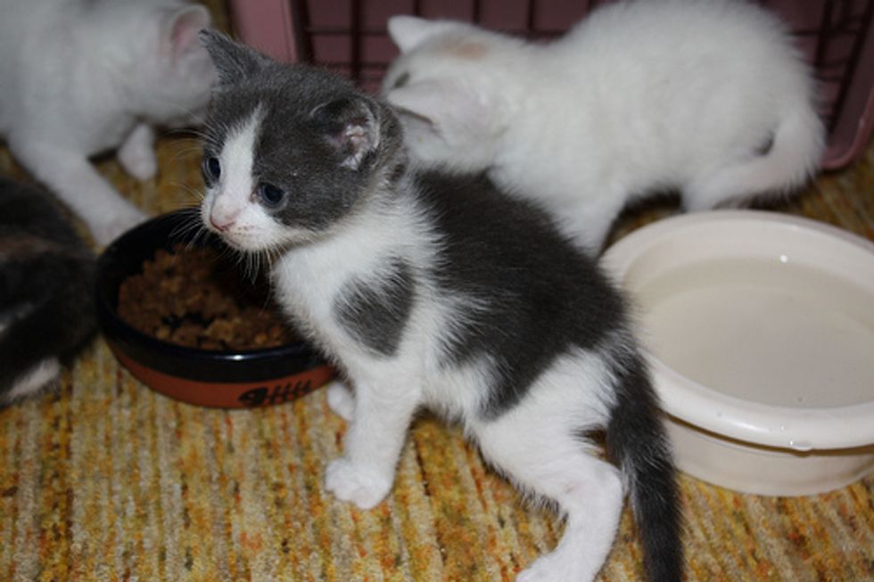 Valentines Kittens with Heart Shaped Markings - Love Meow