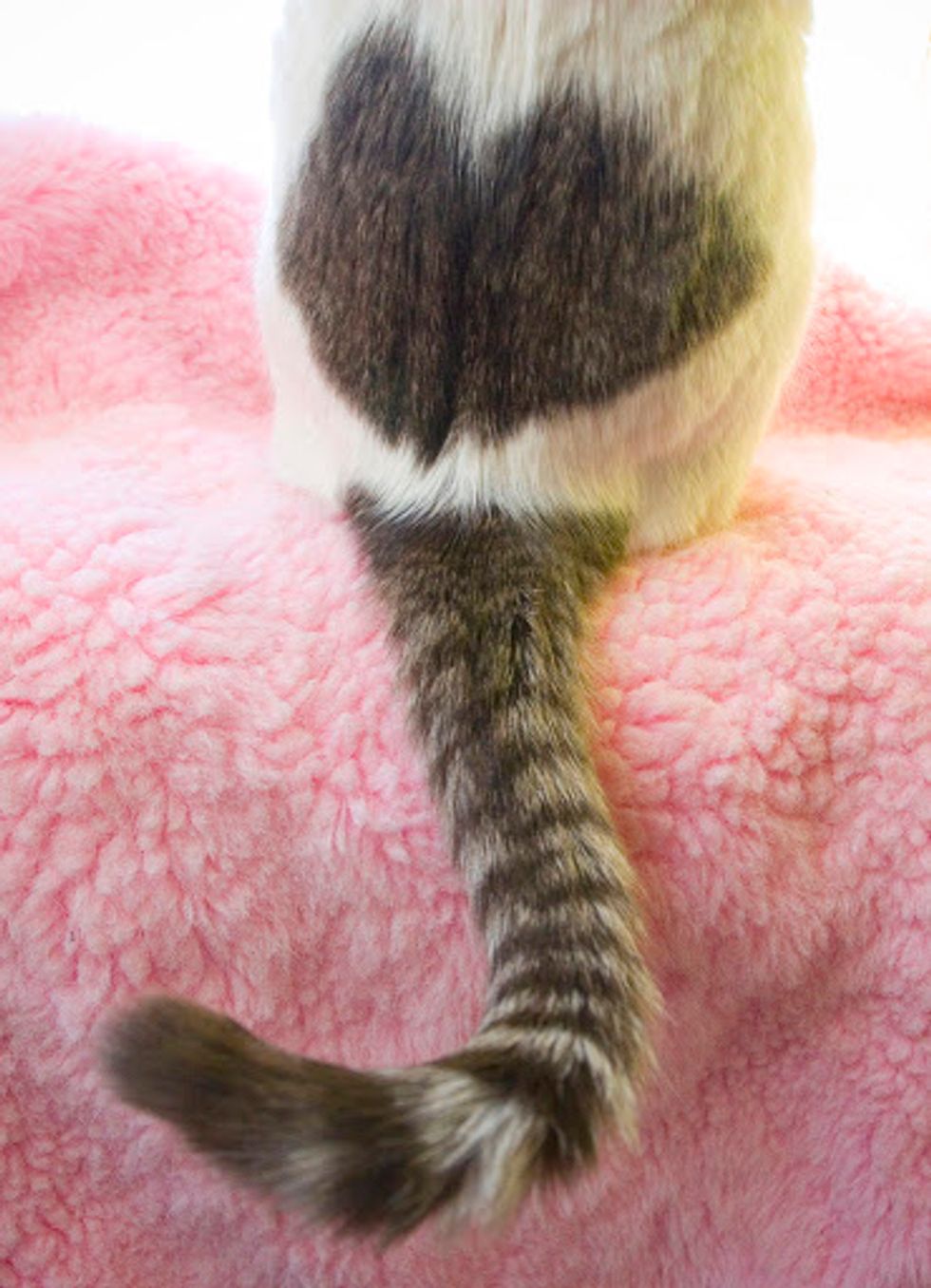Valentines Kittens with Heart Shaped Markings - Love Meow