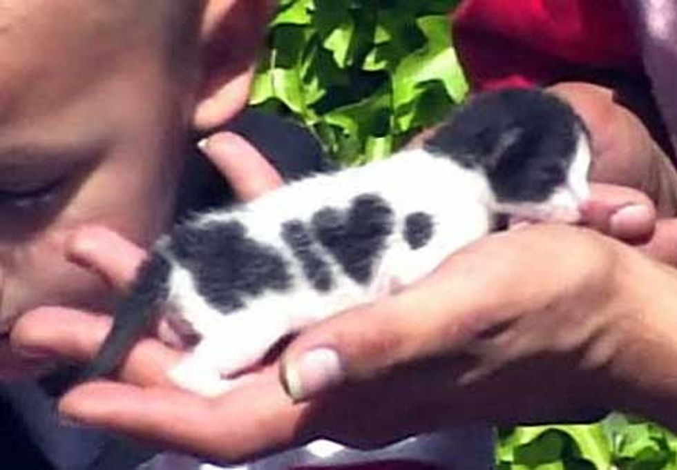 Valentines Kittens with Heart Shaped Markings - Love Meow