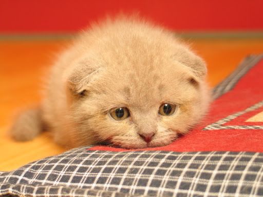 Kitty sad sales