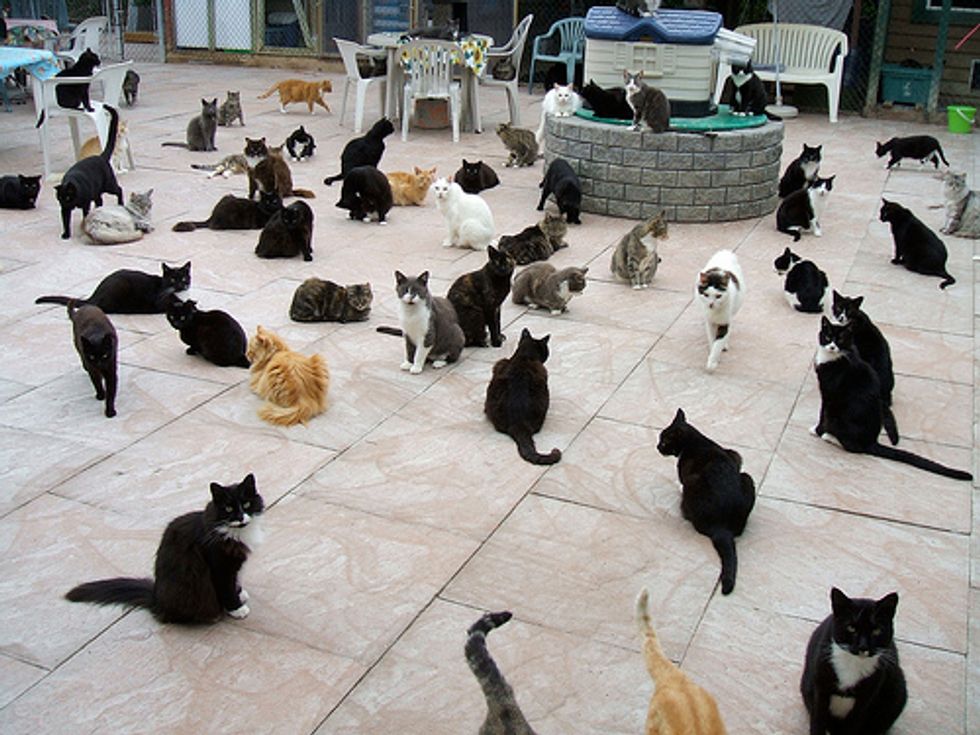 What Is A Cat Sanctuary