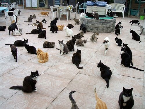 Cat sanctuary outlet