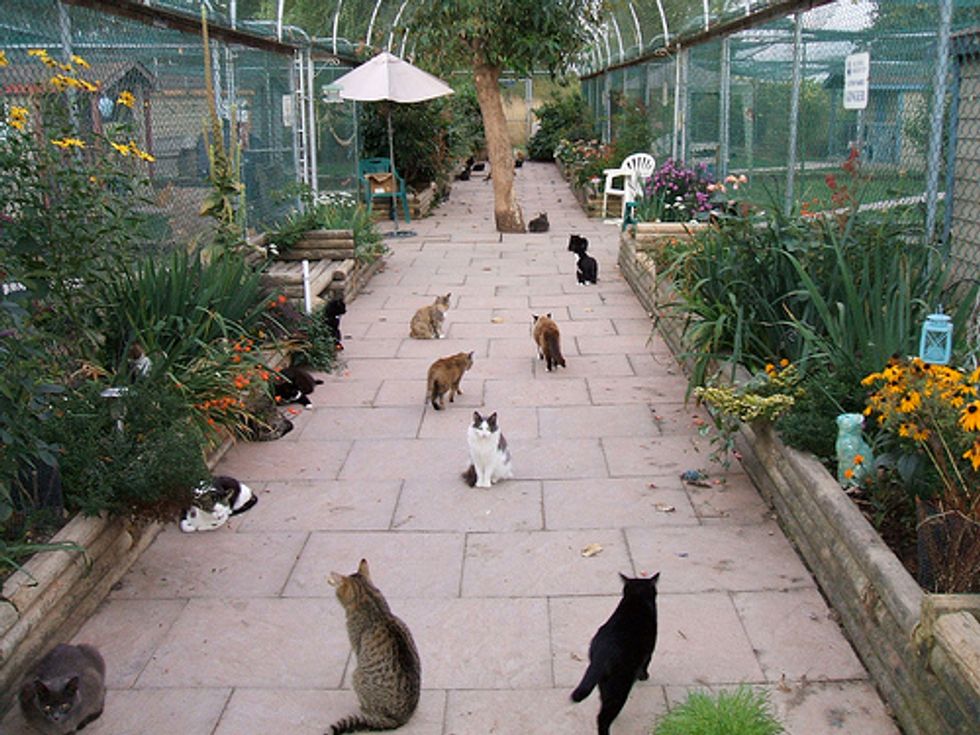 RAPS Cat Sanctuary Love Meow