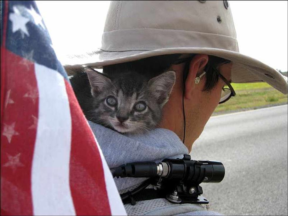 hiking kitty