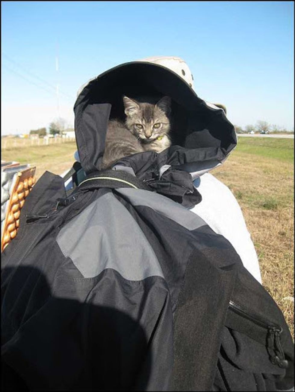 Kitty the Most Adventurous Backpacking Cat in the World Love Meow