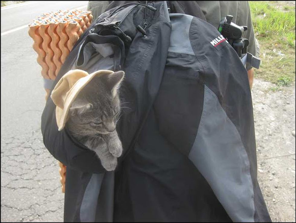 back packing kitty