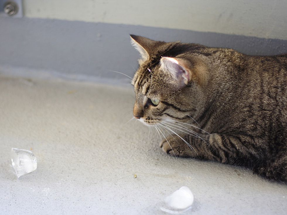 Cat Loves Ice Cubes