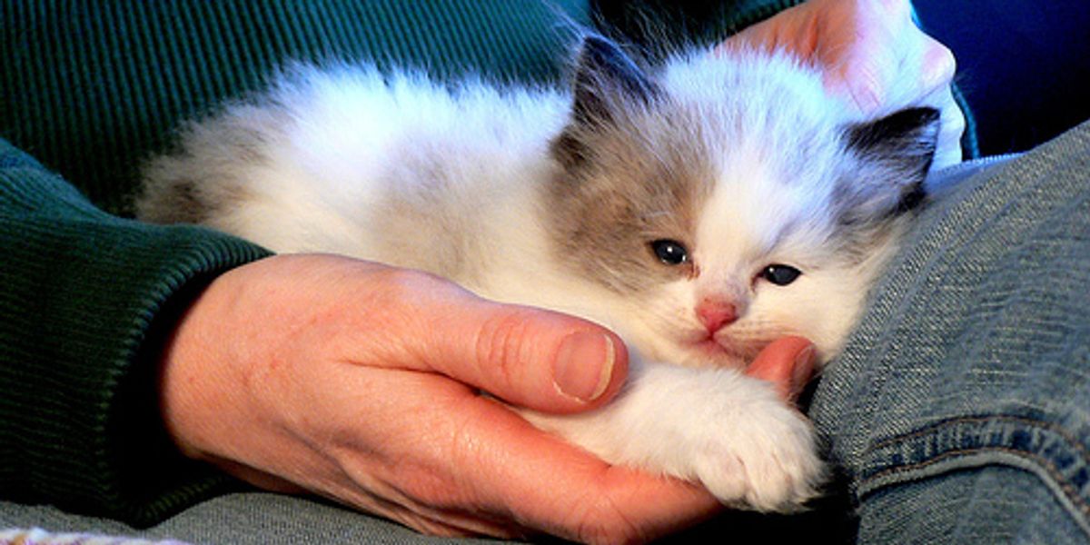 Affectionate Kittens Love Meow