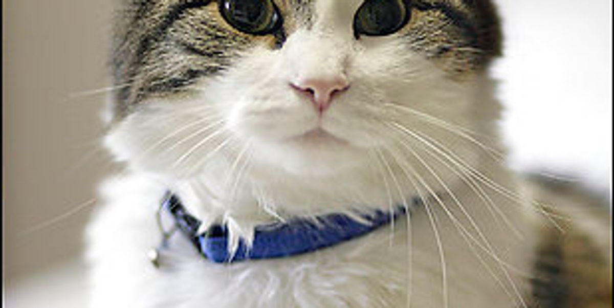 Newest Video on Oscar the Cat that Predicts Death Love Meow