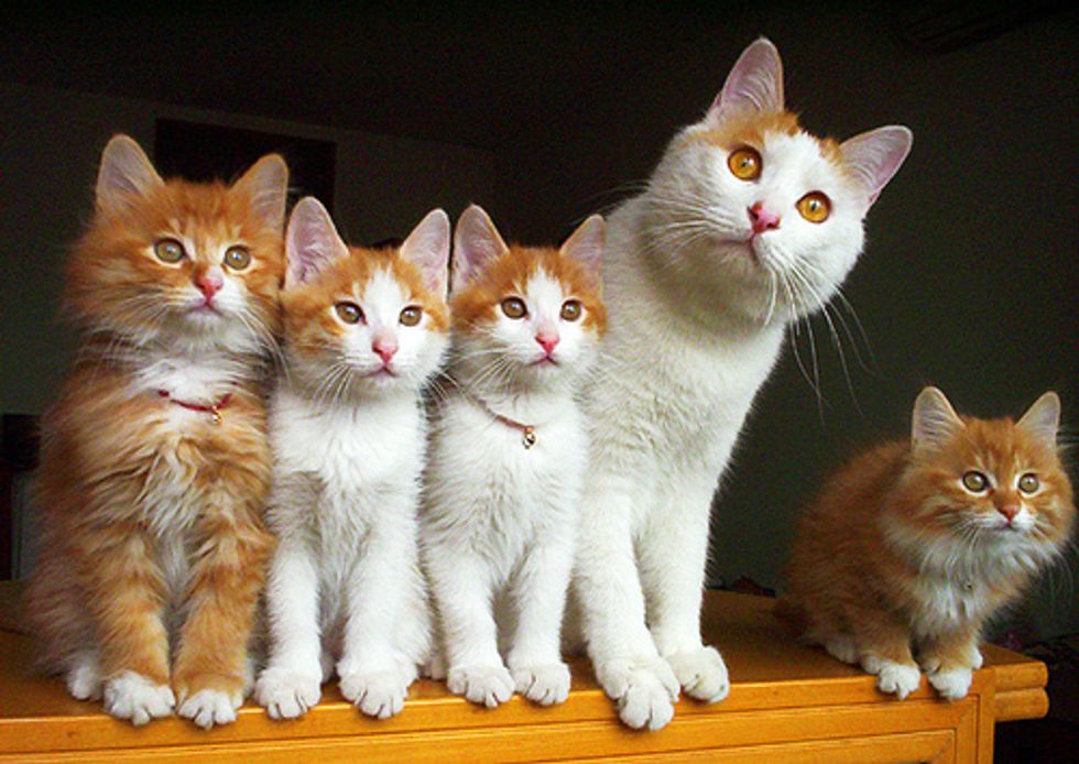 Fluffy Cat Family Portrait Photos - Love Meow