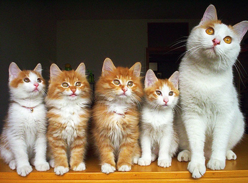 Fluffy Cat Family Portrait Photos