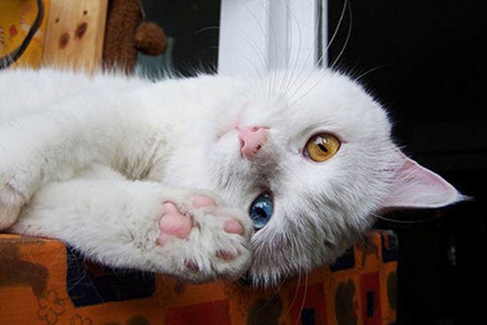 Beautiful Odd Eyed Cat Bubu