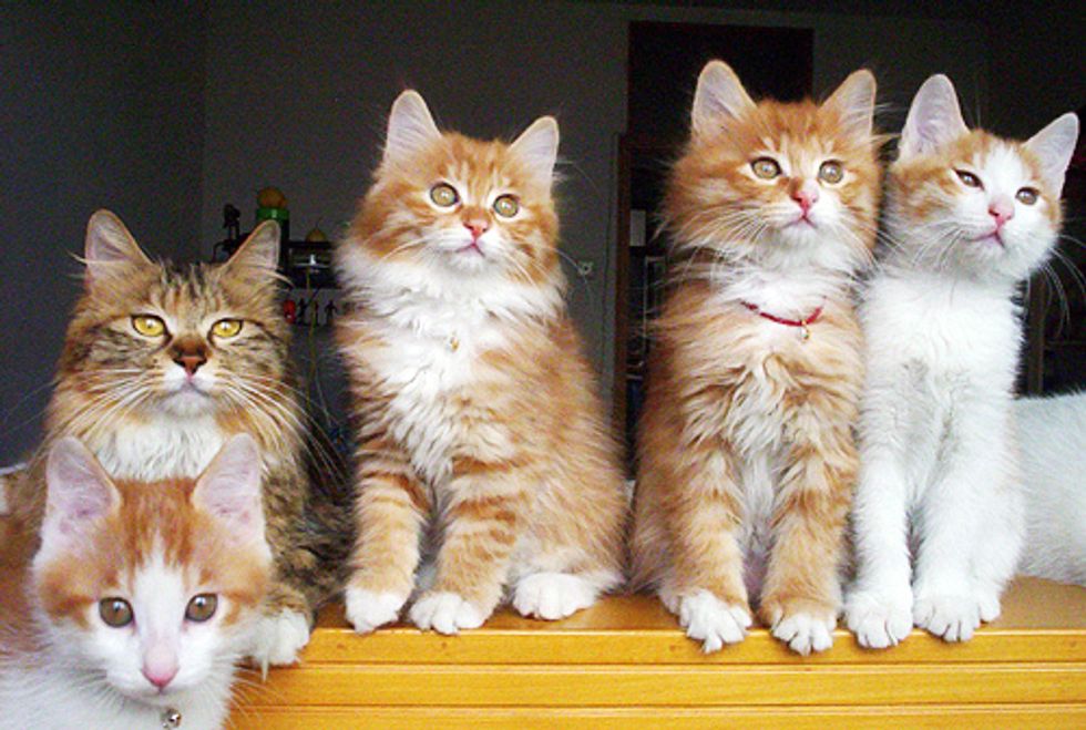 Fluffy Cat Family Portrait Photos - Love Meow