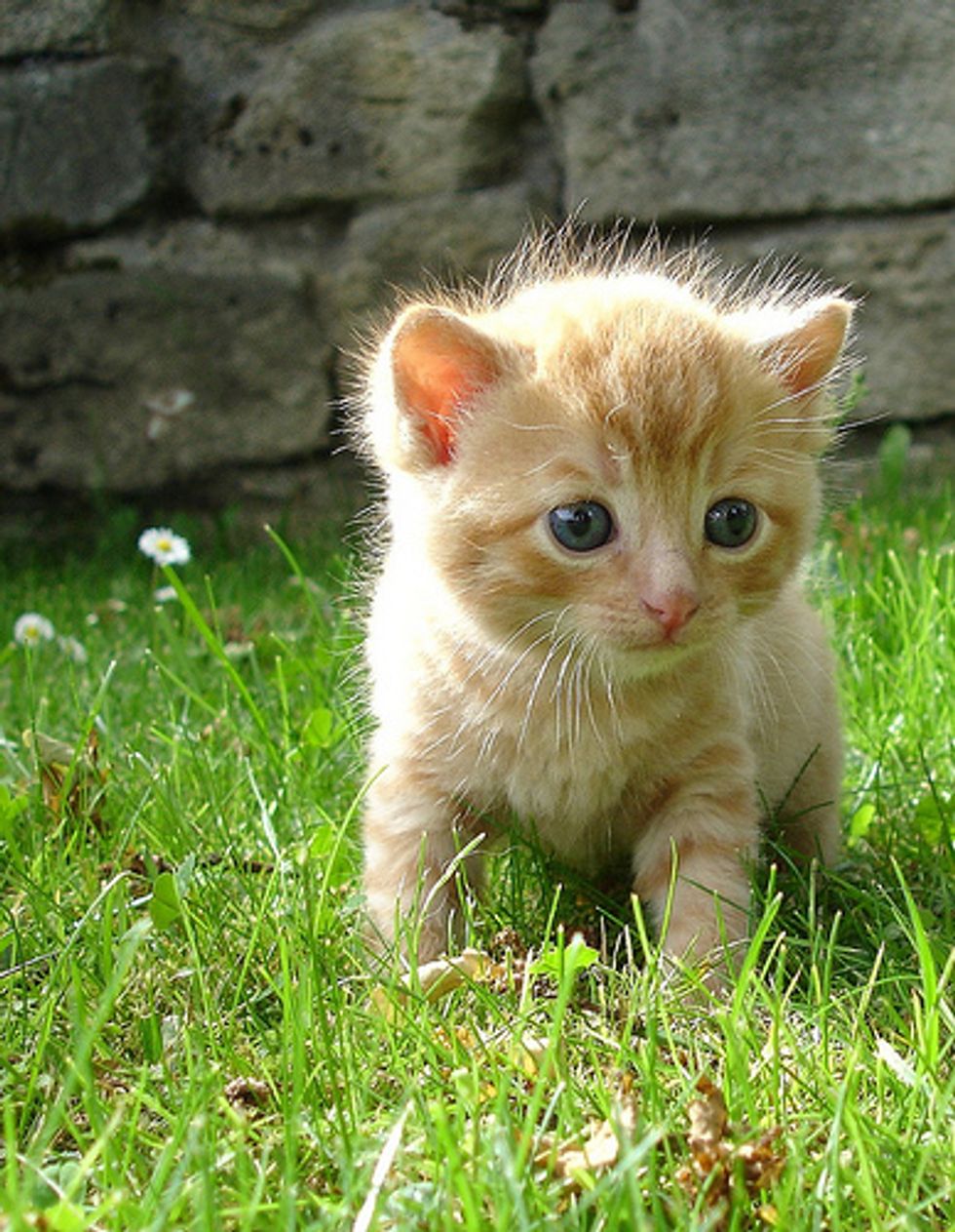 Kittens Play Time On a Sunny Day