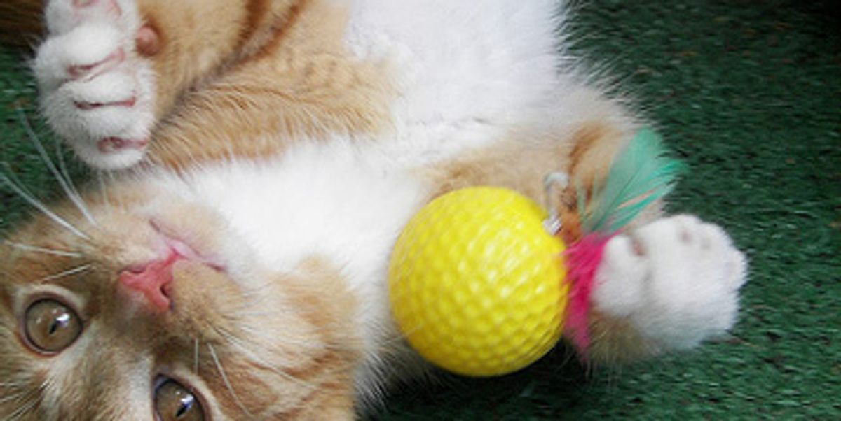 Top 15 Cat Qualities Love Meow