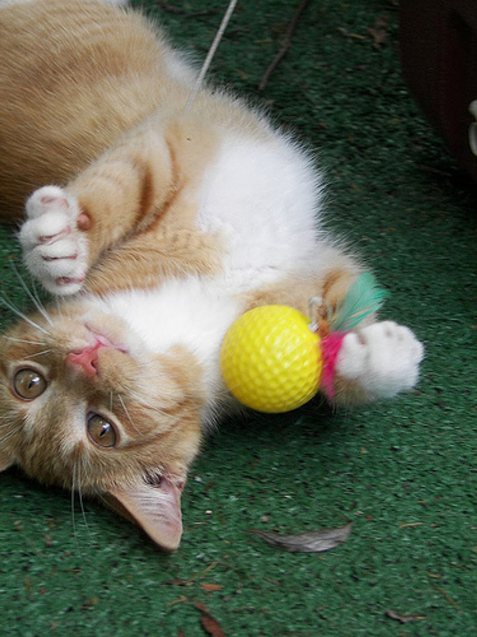 Top 15 Cat Qualities