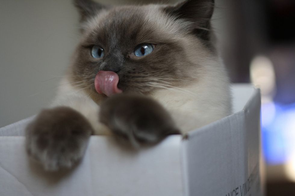 Top 15 Cat Qualities Love Meow