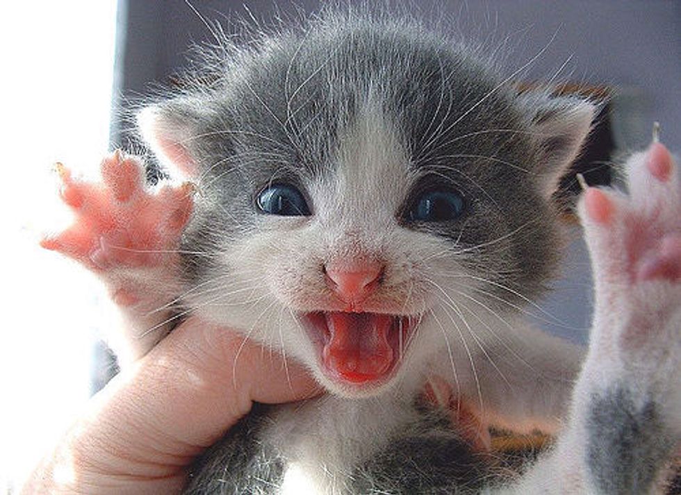 Top 15 Cat Qualities Love Meow