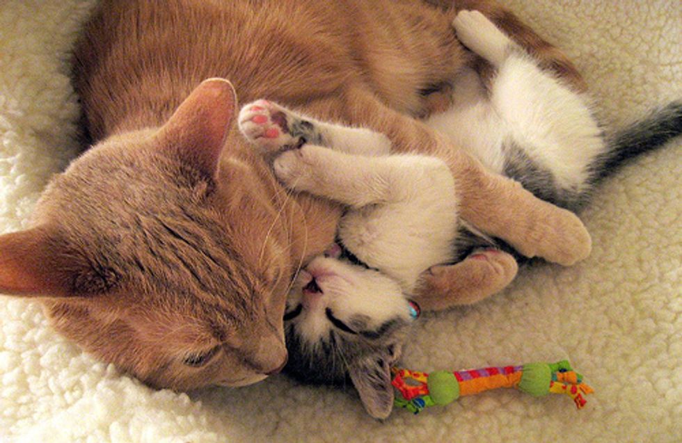 Top 15 Cat Qualities Love Meow