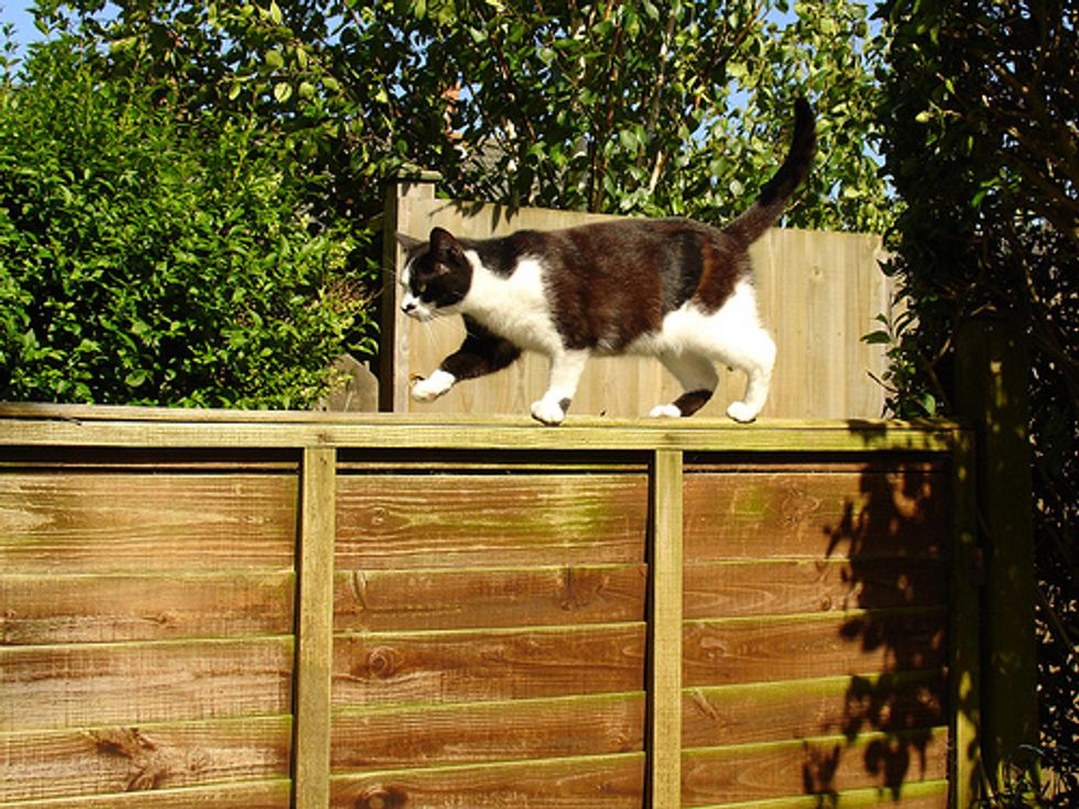 Top 15 Cat Qualities Love Meow