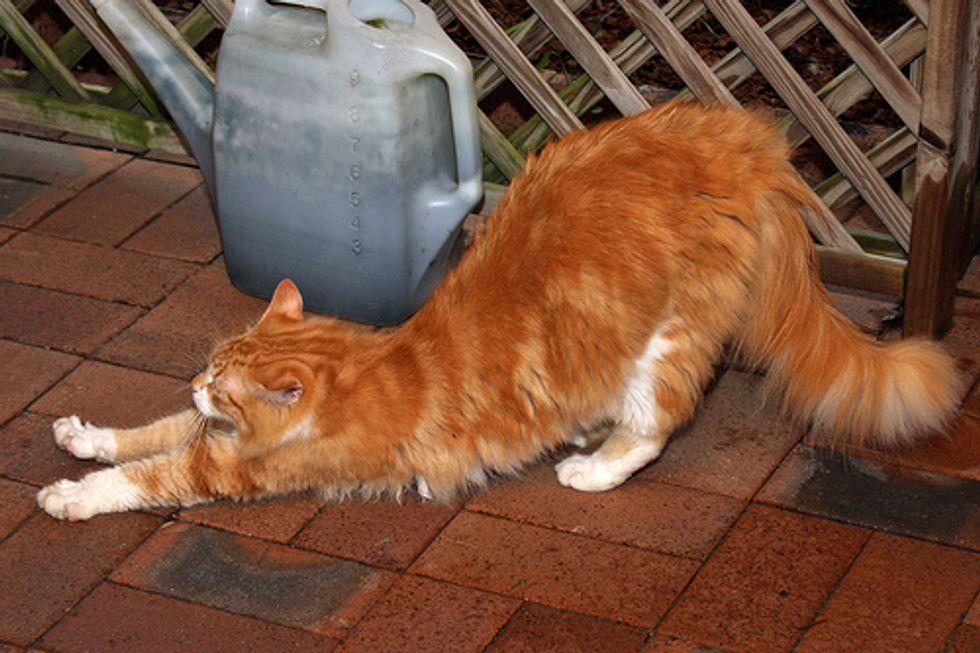 Top 15 Cat Qualities Love Meow