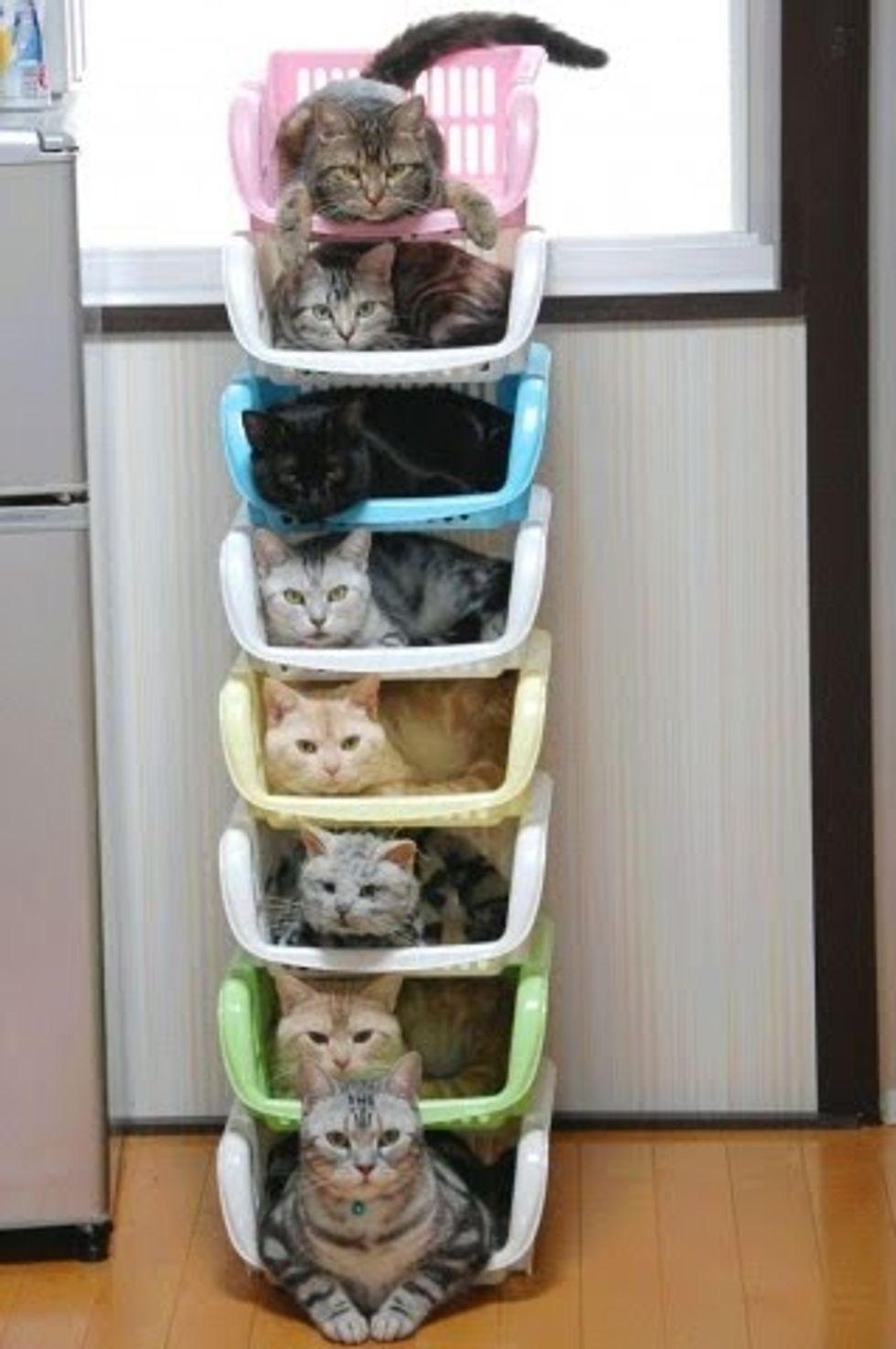 New Way to Organize Your Cats