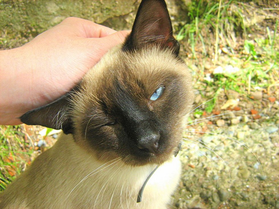 Top 15 Cat Qualities Love Meow