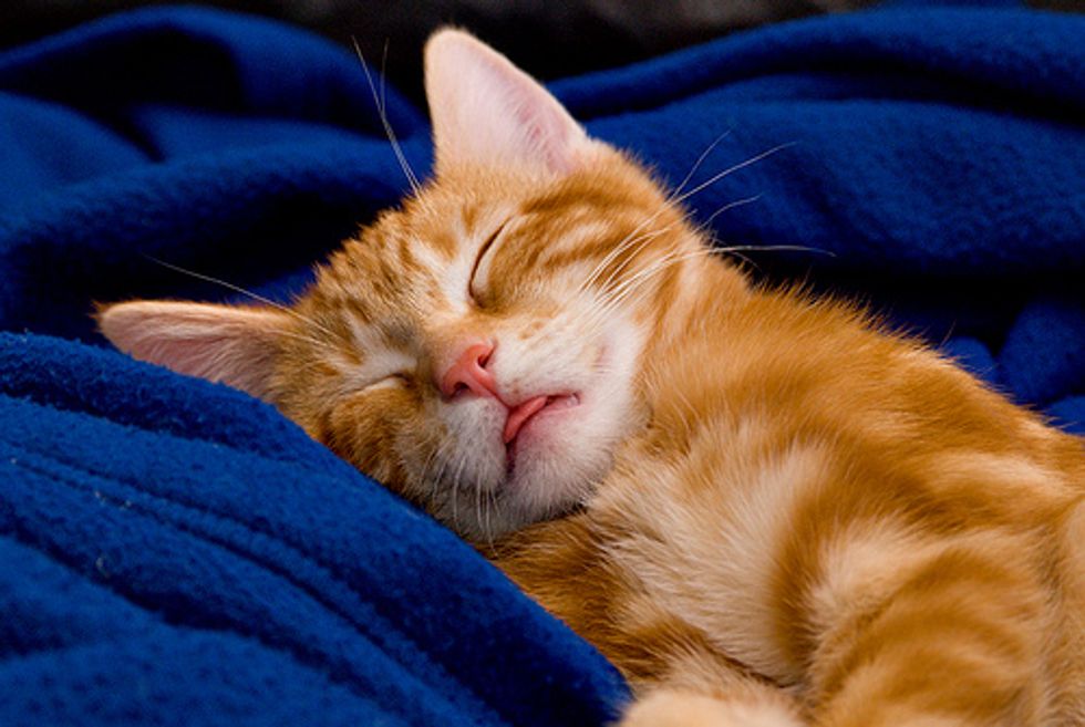 Top 15 Cat Qualities Love Meow