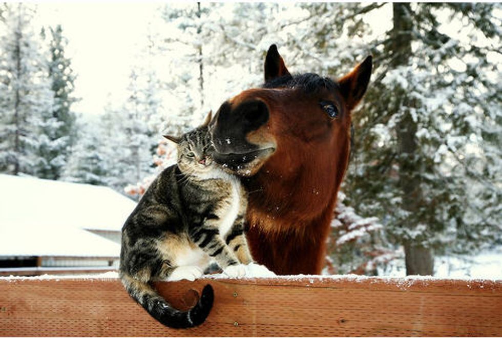 Cats and Their Horse and Deer Friends - Love Meow