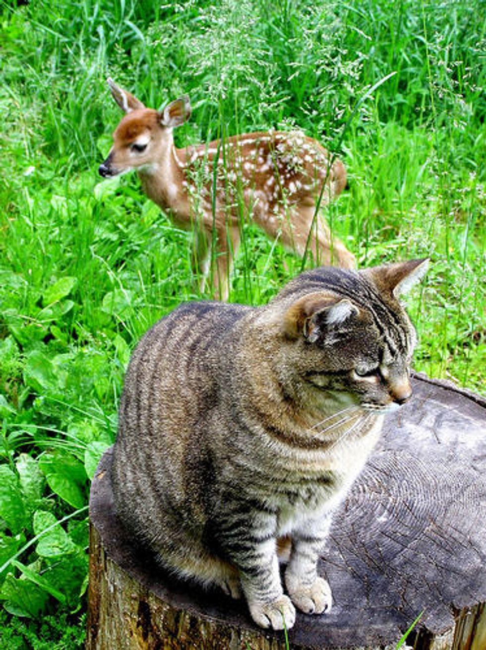 Cats and Their Horse and Deer Friends
