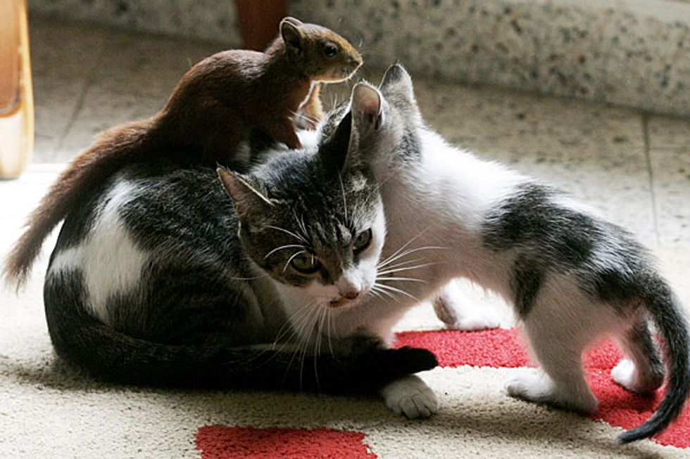 Cat Nurses Adopted Squirrel